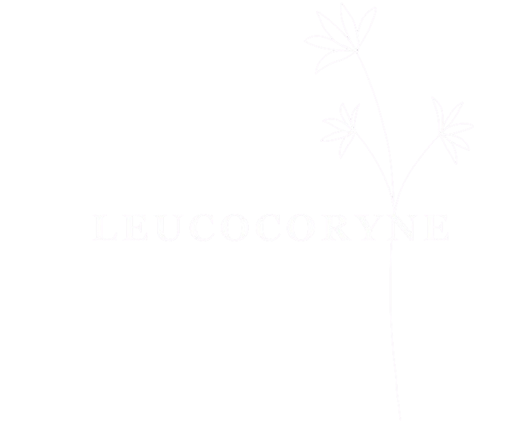 LEUCOCORYNE
